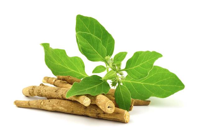 Ashwagandha o Ginseng Indiano, è un prodotto ottenuto dalle radici della pianta Withania Somnifera
